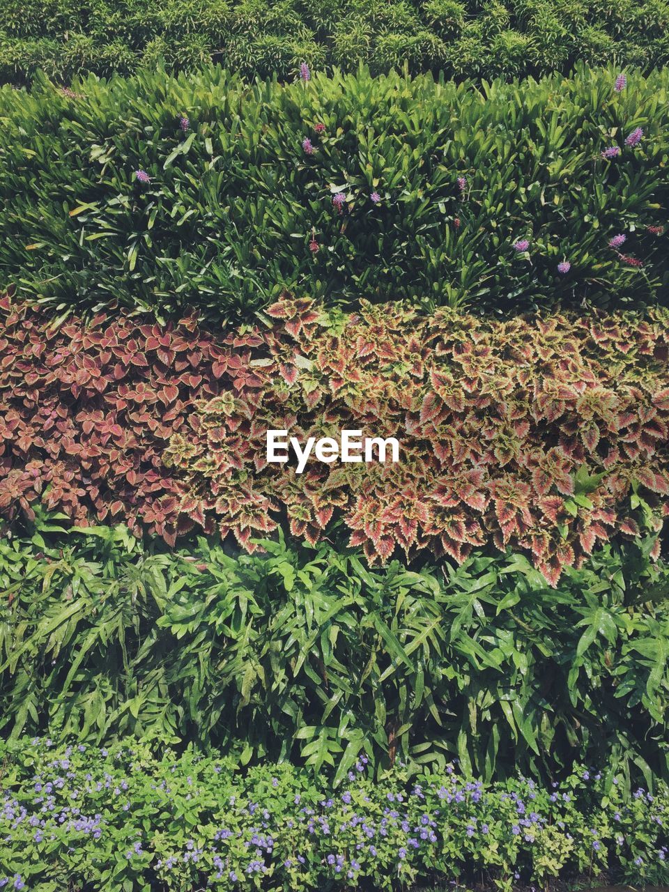 FULL FRAME SHOT OF PLANTS GROWING ON GRASS