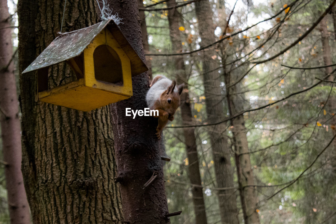 Squirrel on tree trunk