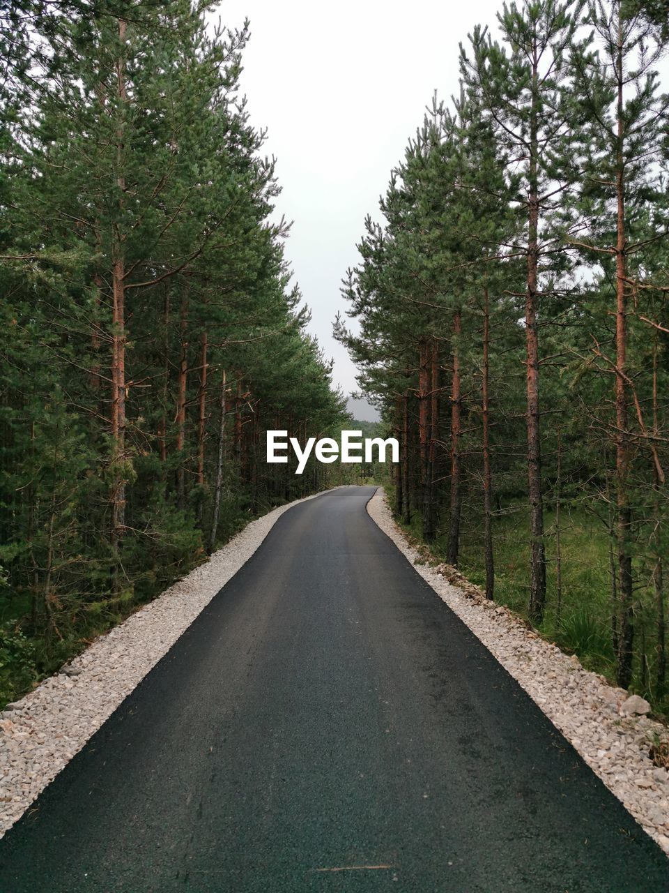 Road amidst trees in forest against sky