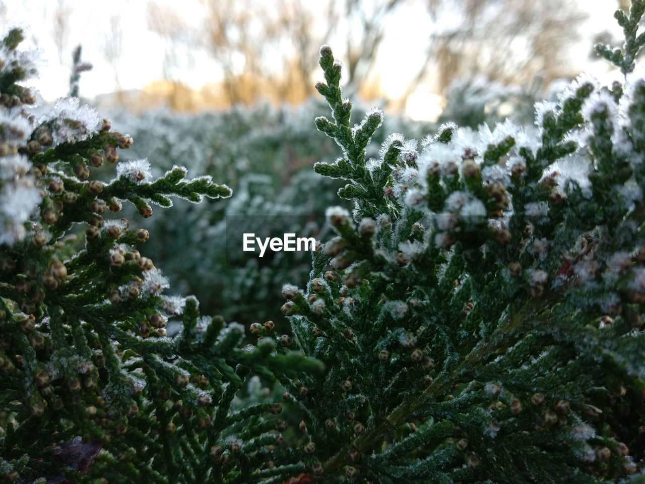 Close-up of evergreen plant during winter