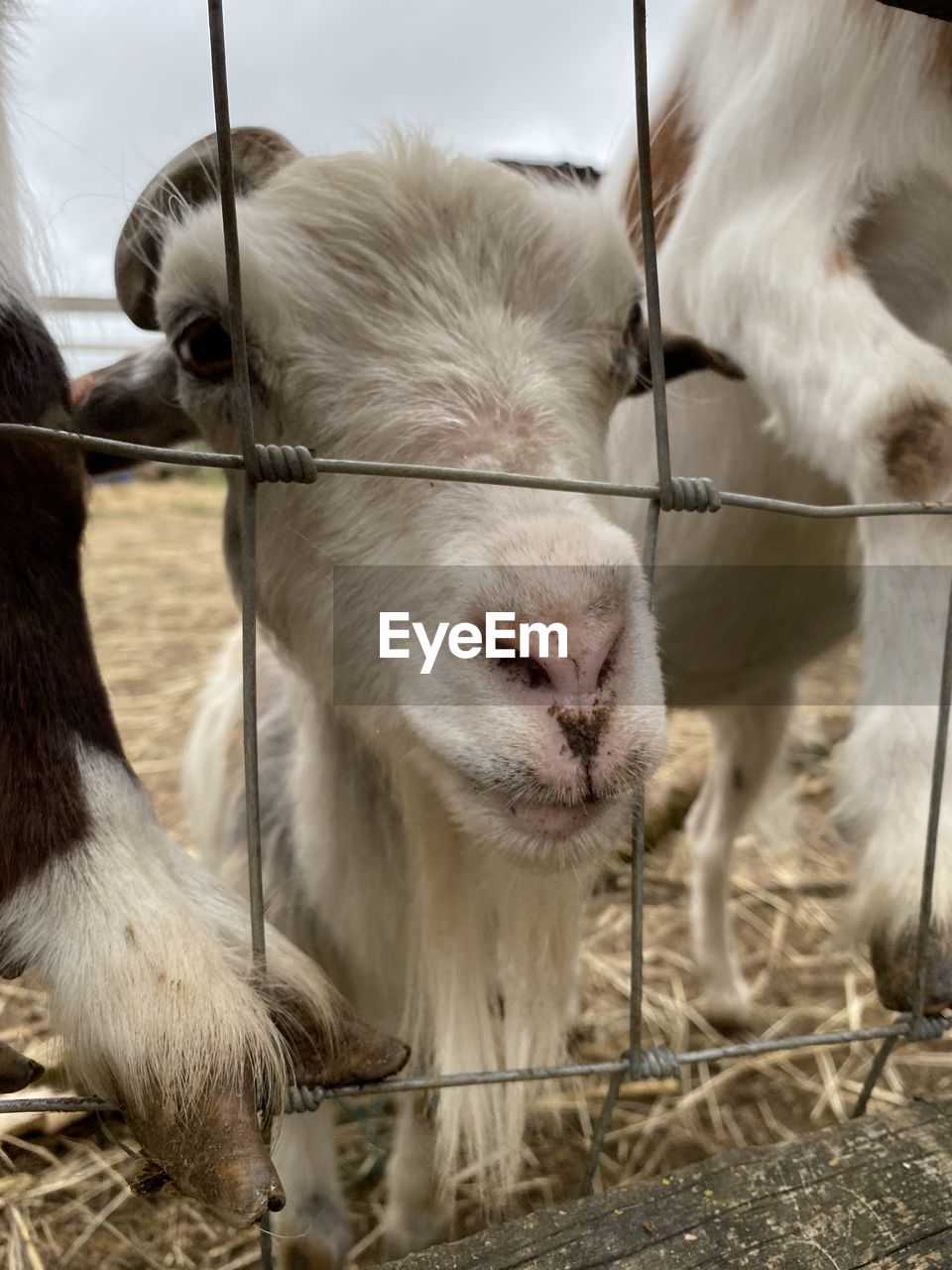 Farmyard goat behind fence