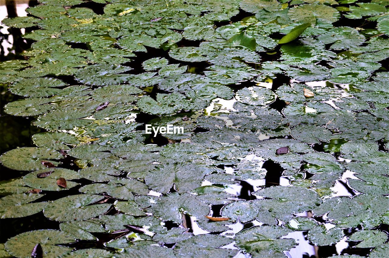 HIGH ANGLE VIEW OF LEAVES FLOATING ON PLANT