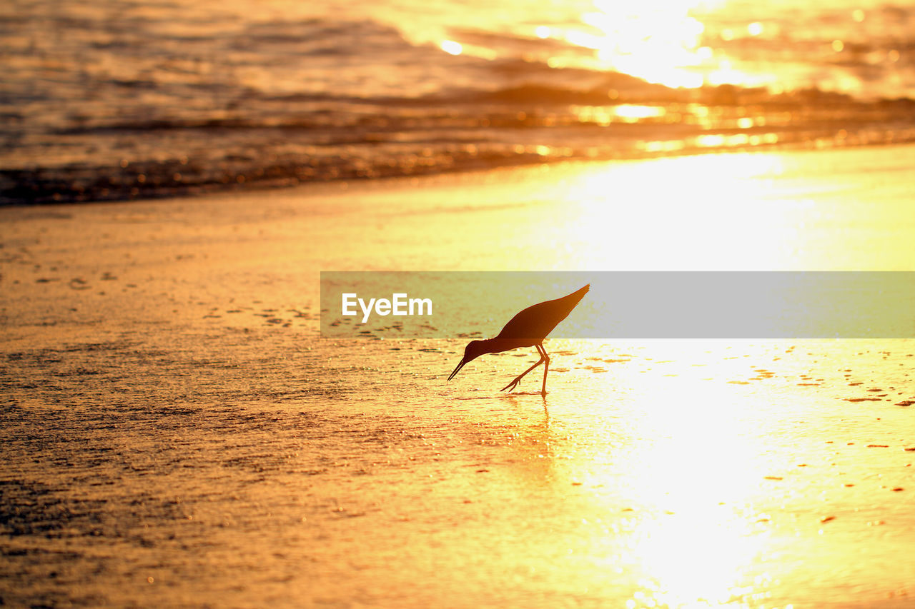 BIRD ON BEACH AGAINST SKY