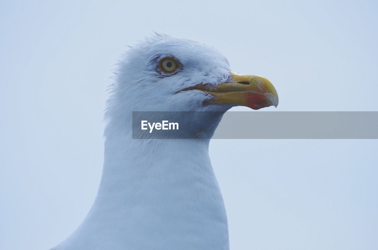 Close-up of a seagull