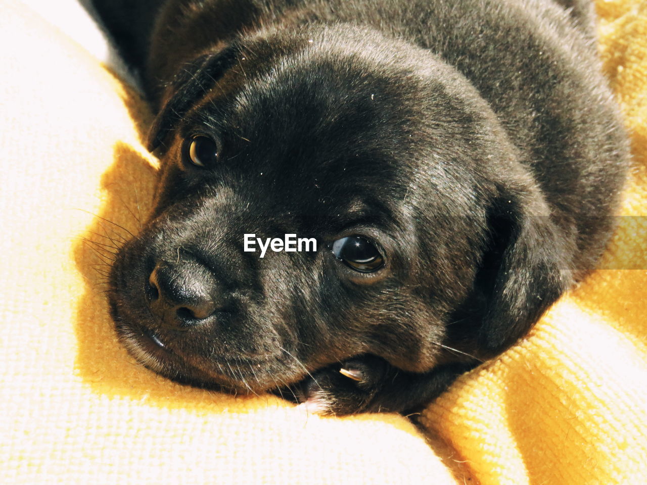 CLOSE-UP PORTRAIT OF DOG LYING DOWN
