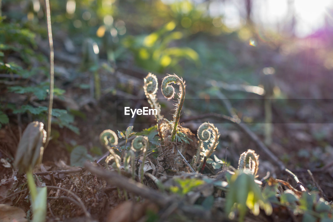 Close-up of backlit dry ferns in forest