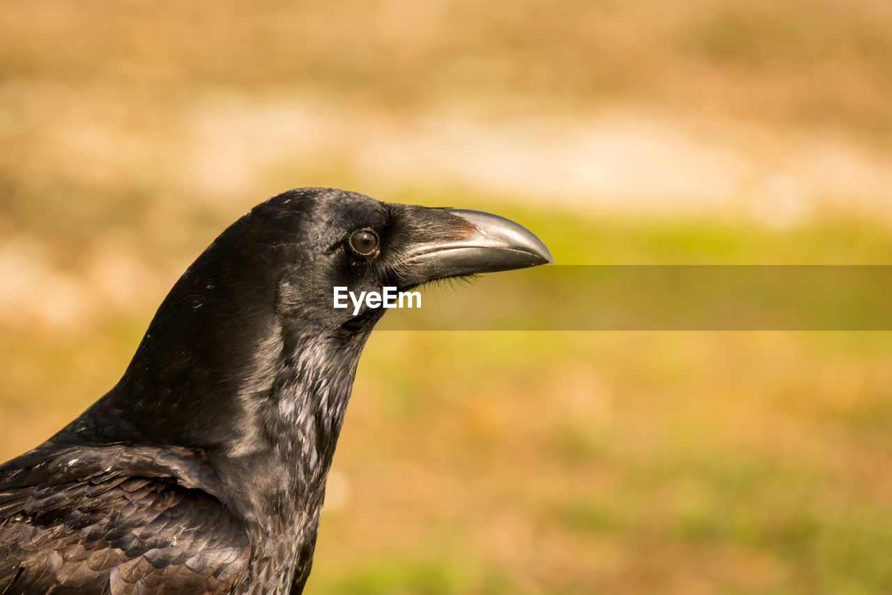 CLOSE-UP OF BLACK BIRD