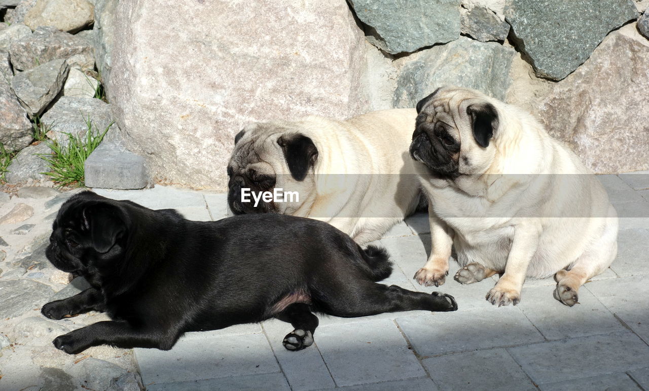 Dogs relaxing on footpath