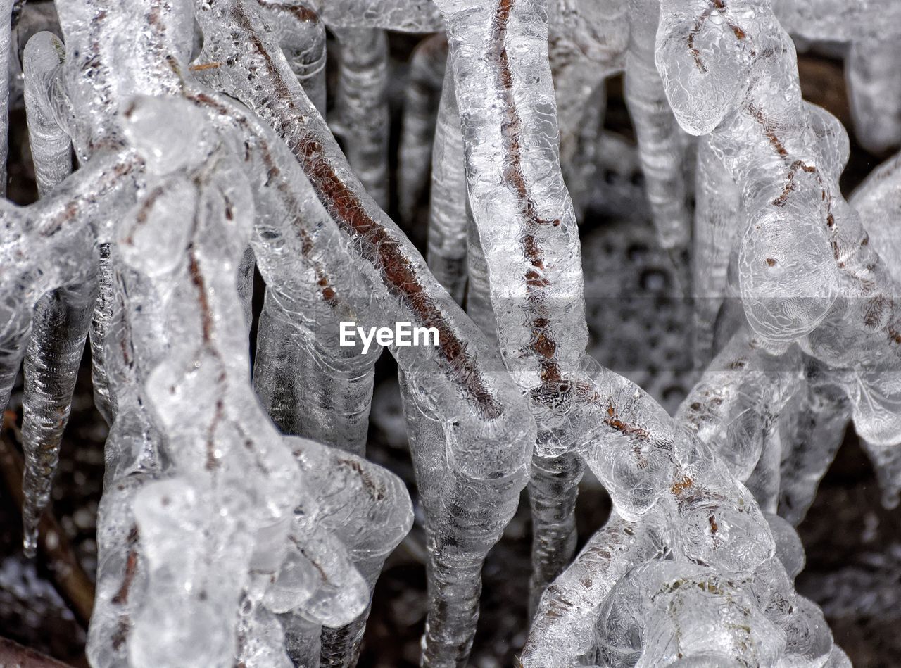Close-up of frozen twigs