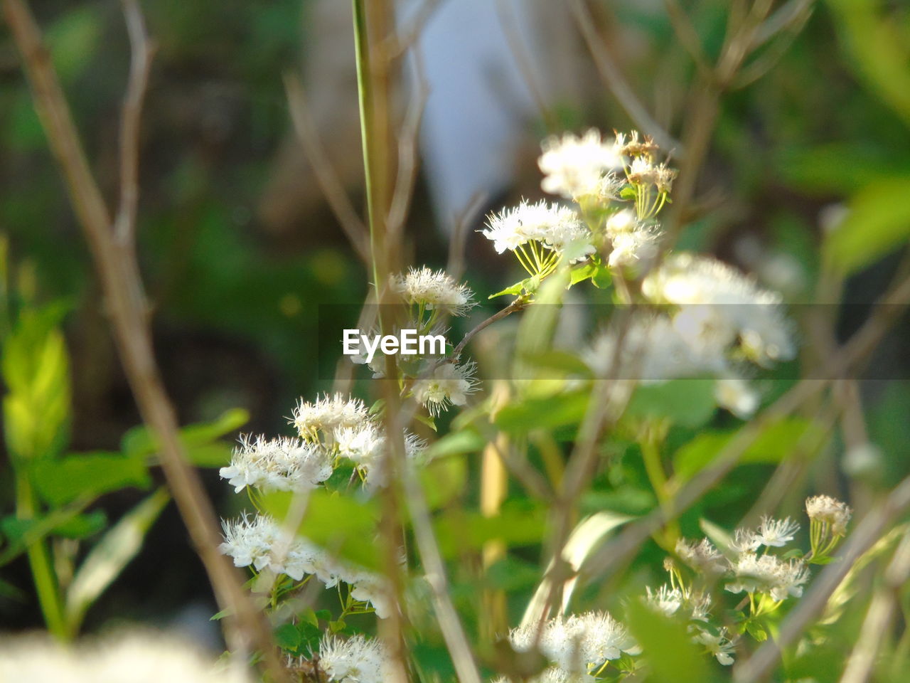 CLOSE-UP OF WHITE FLOWER BLOOMING ON FIELD