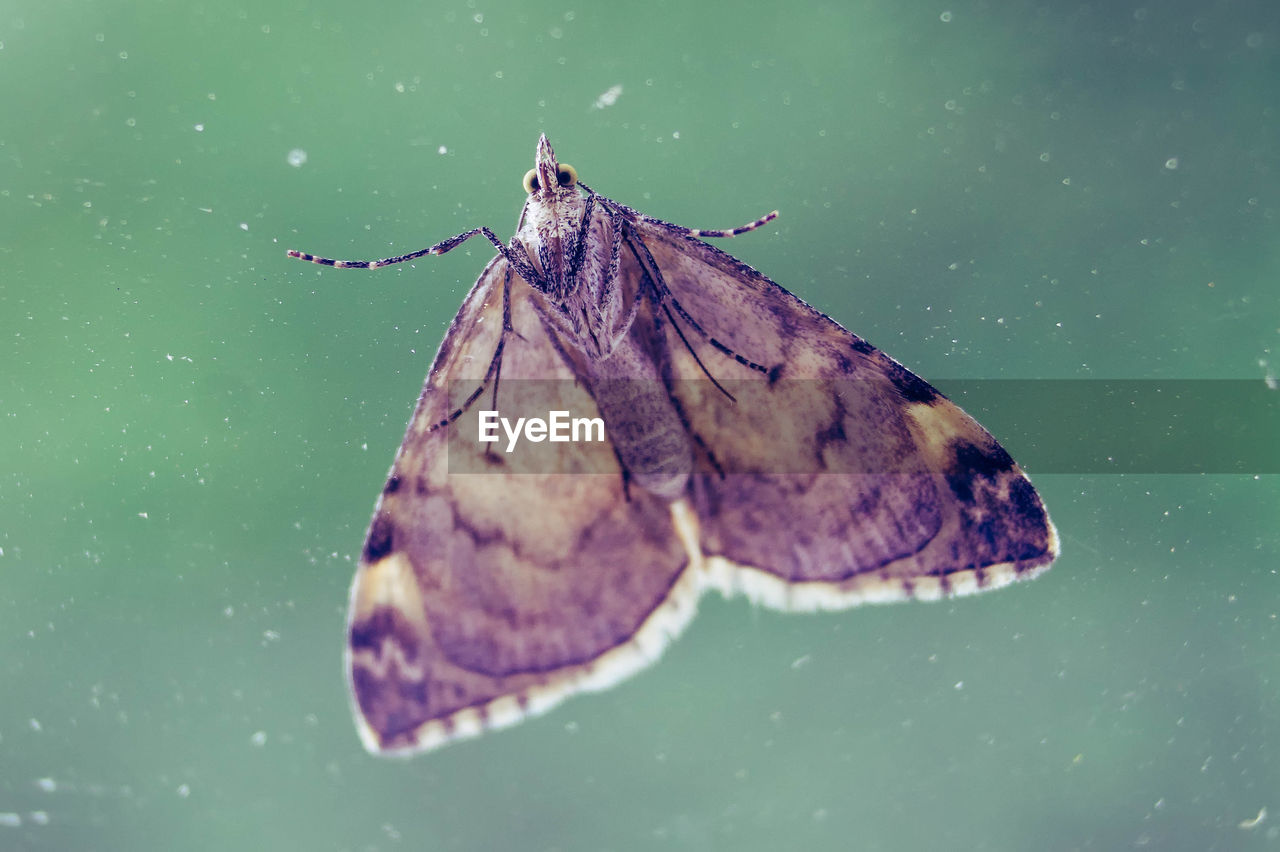 Close-up of butterfly on leaf