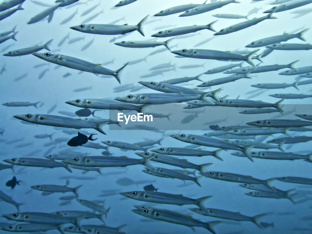 HIGH ANGLE VIEW OF FISHES IN SEA