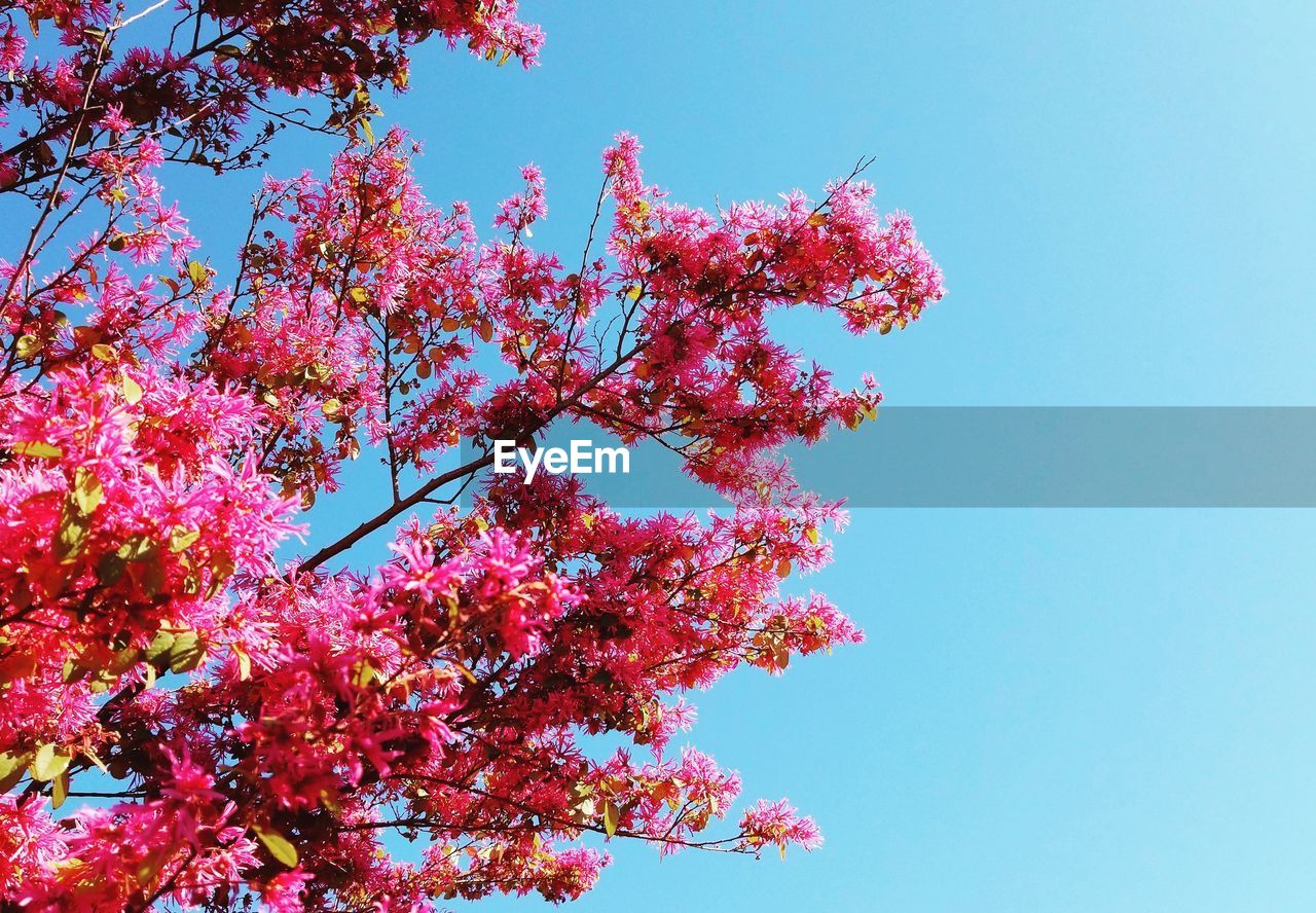 LOW ANGLE VIEW OF PINK CHERRY BLOSSOMS AGAINST CLEAR BLUE SKY