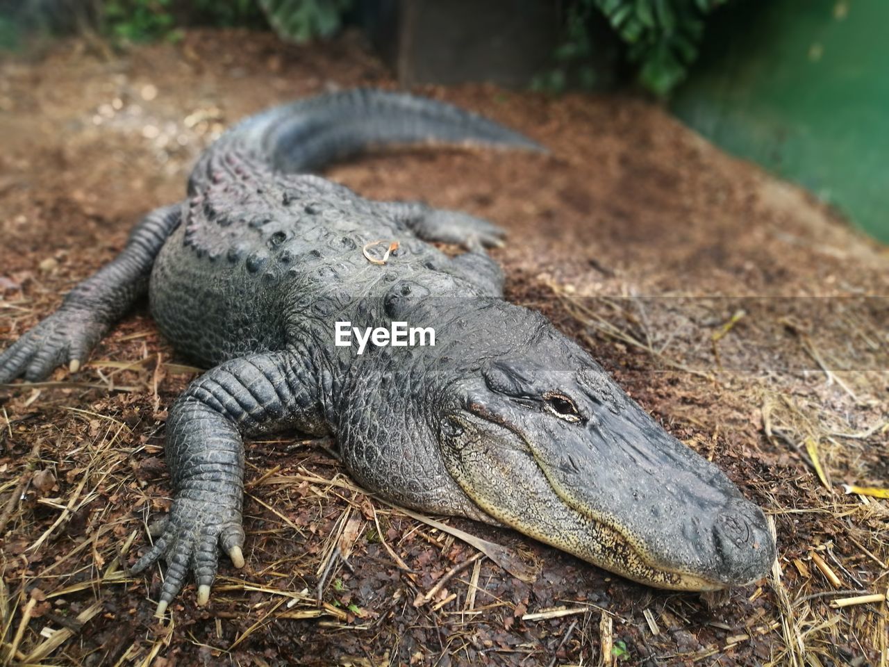 CLOSE-UP OF AN ANIMAL ON FIELD