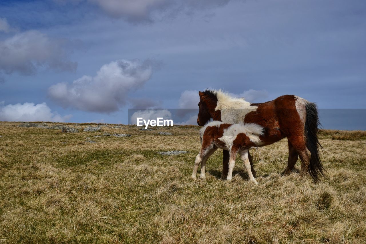 Side view of horses standing on grass against clear sky