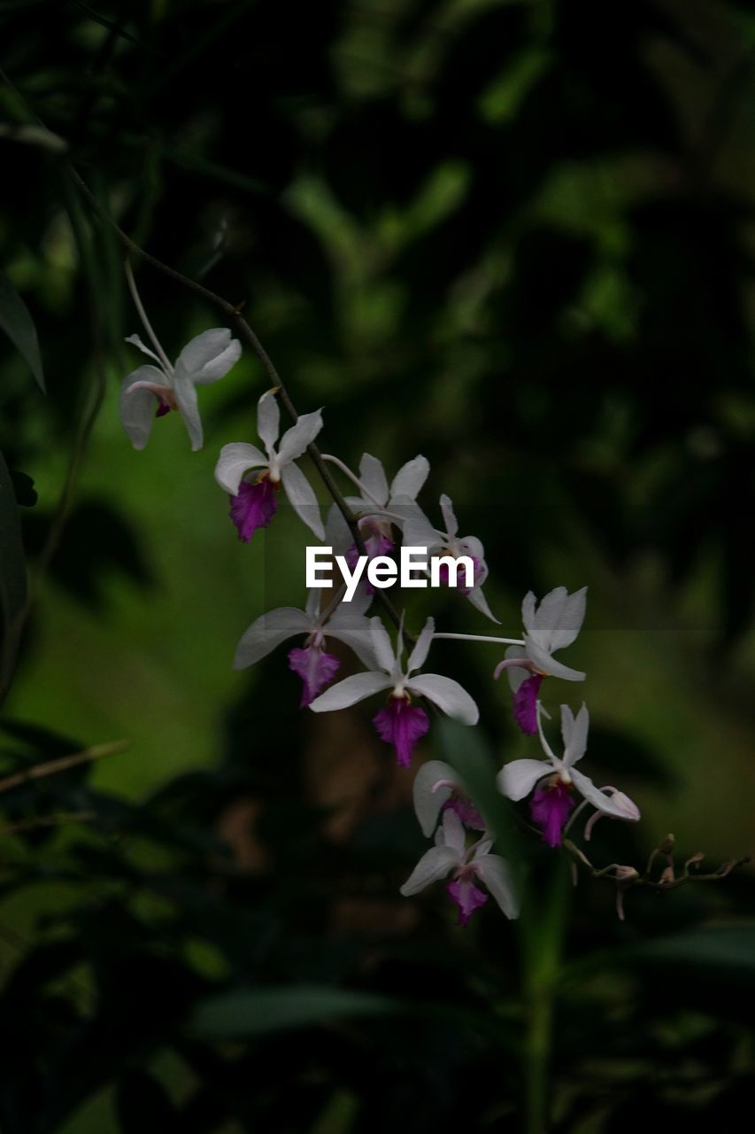 PINK FLOWERS BLOOMING OUTDOORS