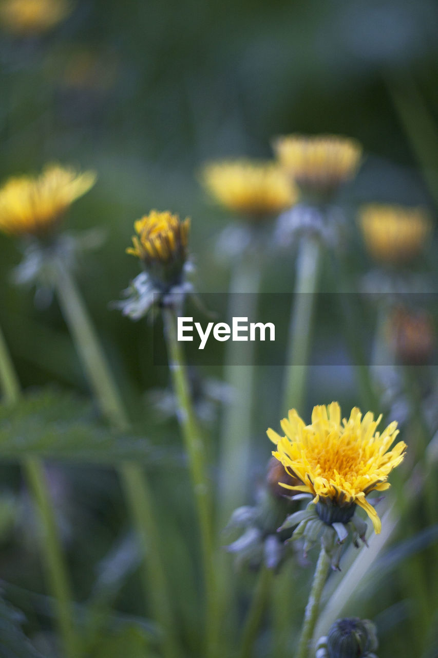 CLOSE-UP OF YELLOW FLOWER BLOOMING IN FIELD