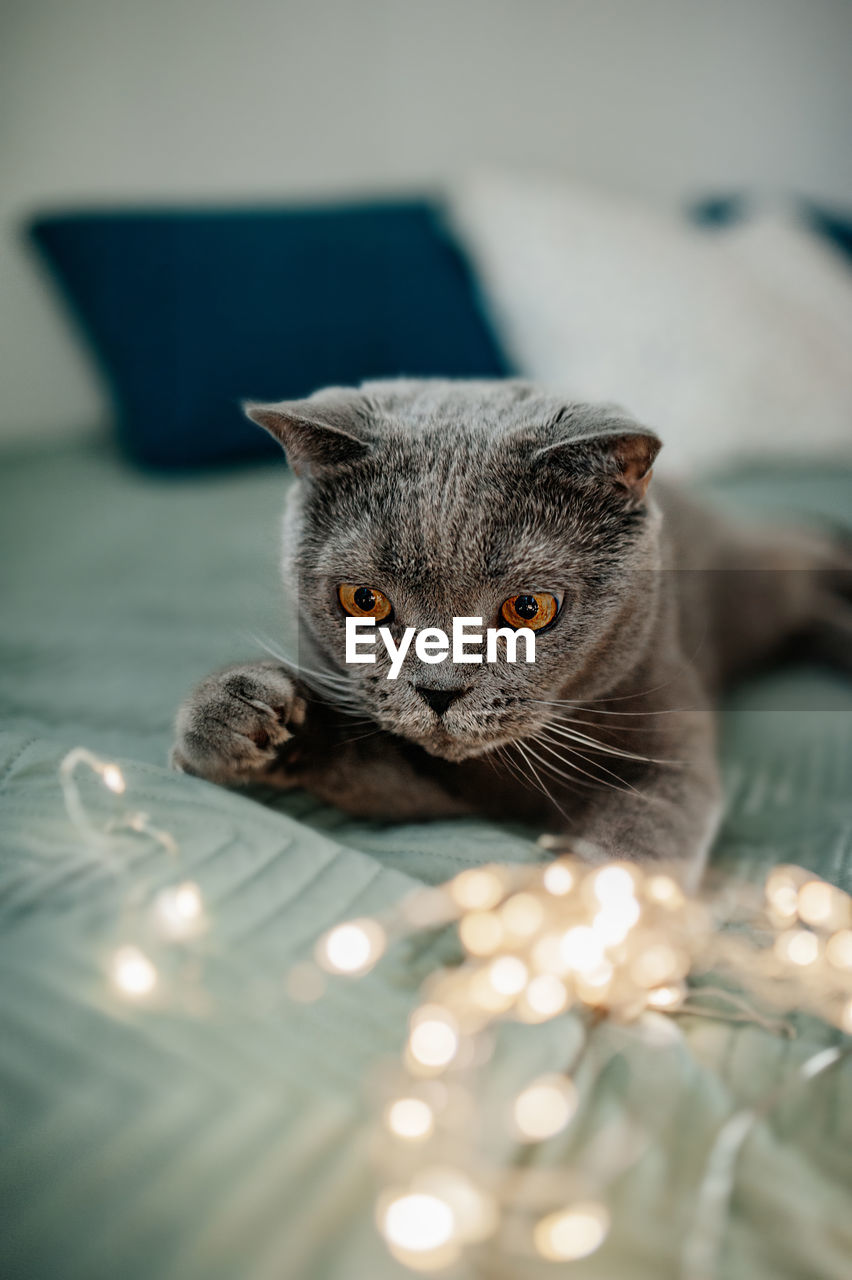 portrait of cat