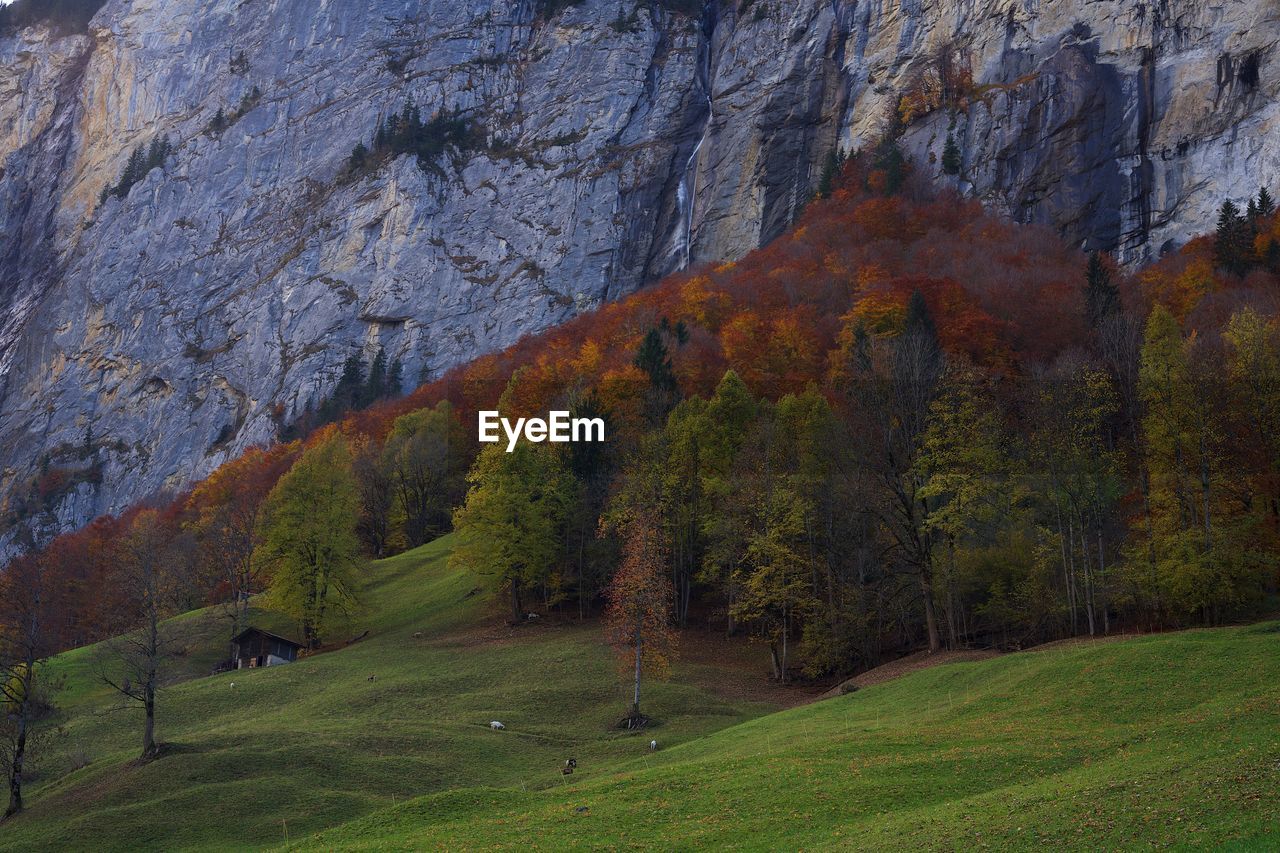 Trees on field during autumn