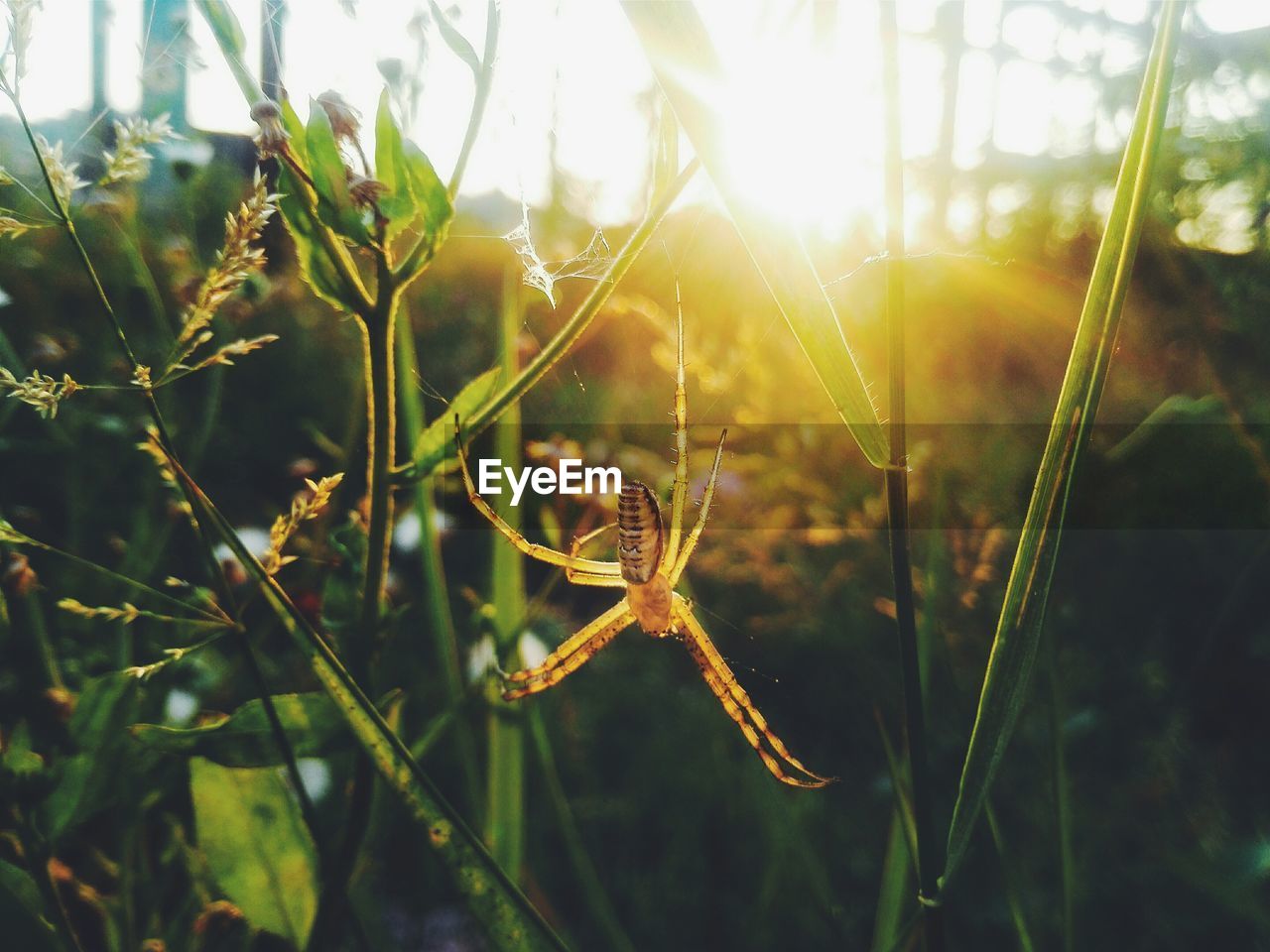 Close-up of spider hanging on plants during sunset