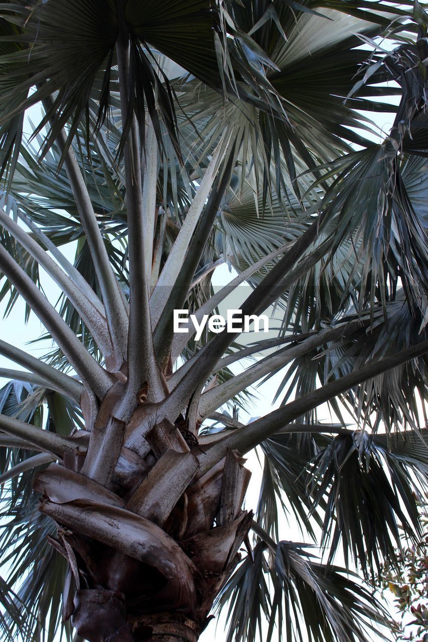 LOW ANGLE VIEW OF TREES AGAINST SKY