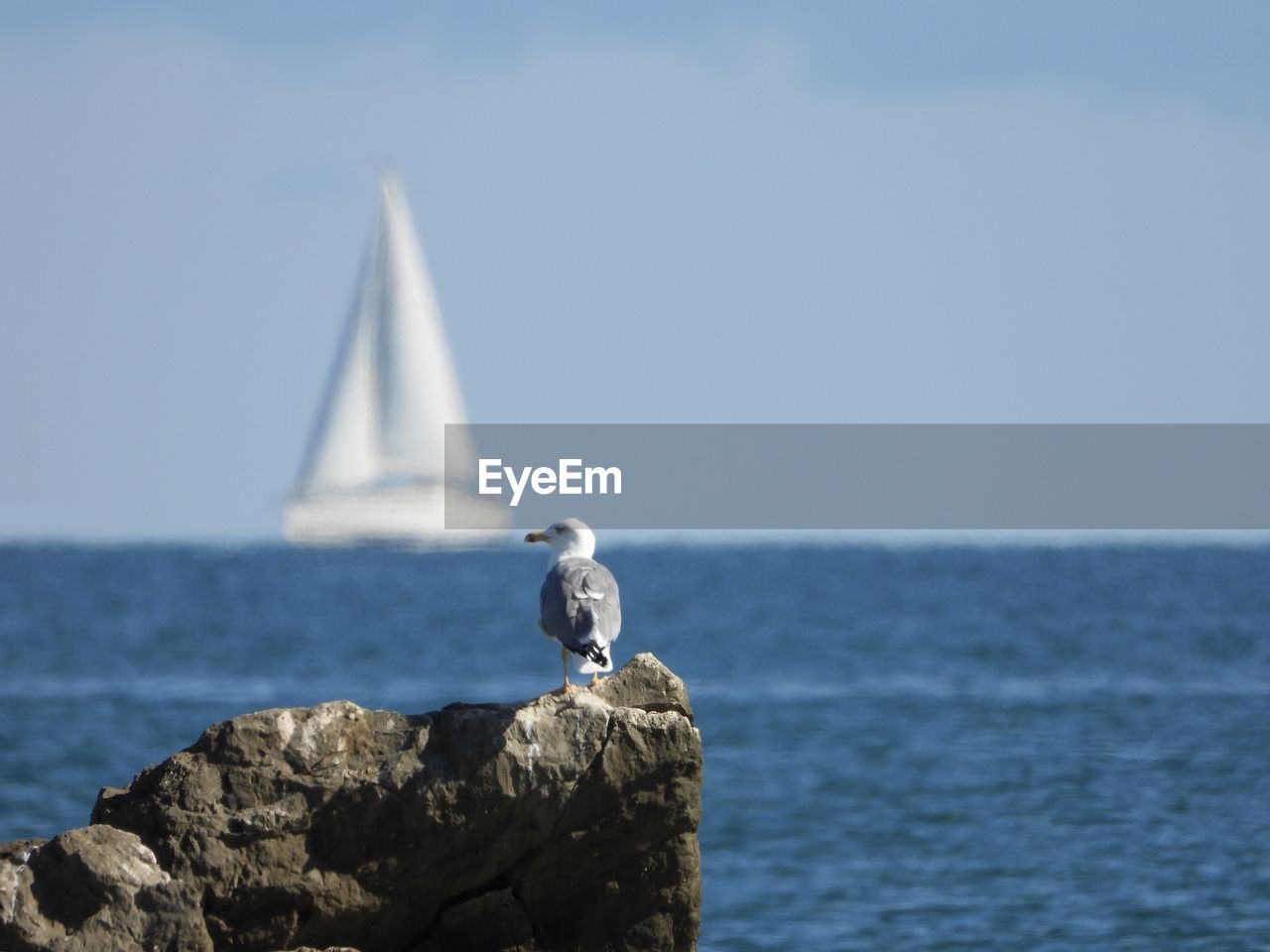 Seagull on rock and sailboat at horizon