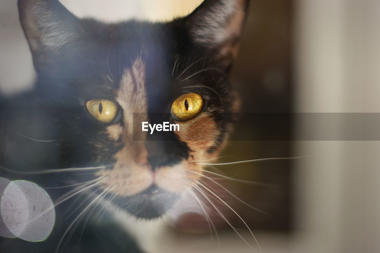 CLOSE-UP PORTRAIT OF CAT ON FLOOR