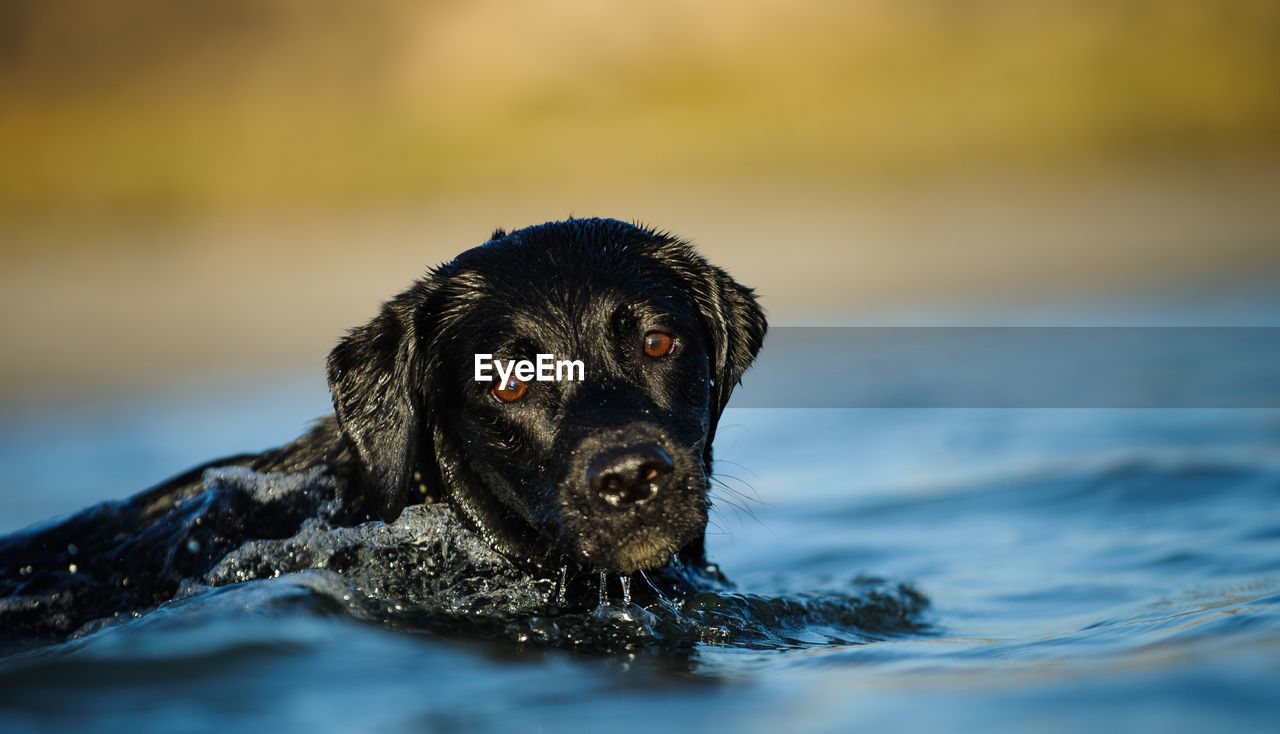 Portrait of black labrador retriever swimming in sea at beach
