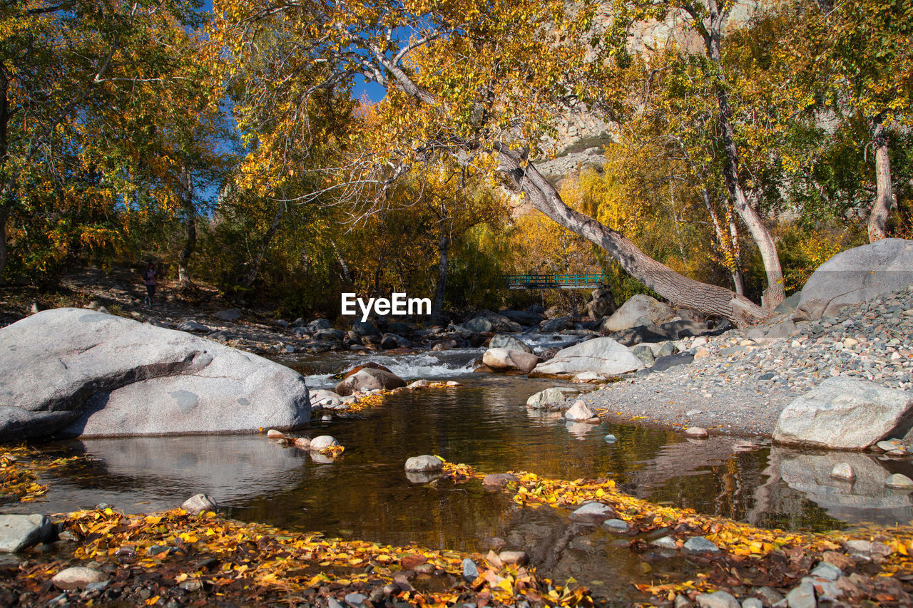TREES BY STREAM IN FOREST