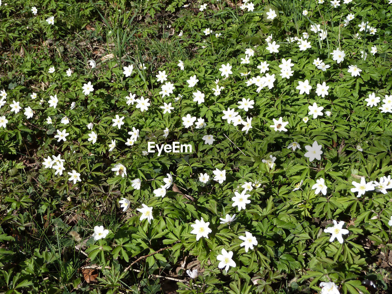 HIGH ANGLE VIEW OF WHITE DAISIES ON FIELD