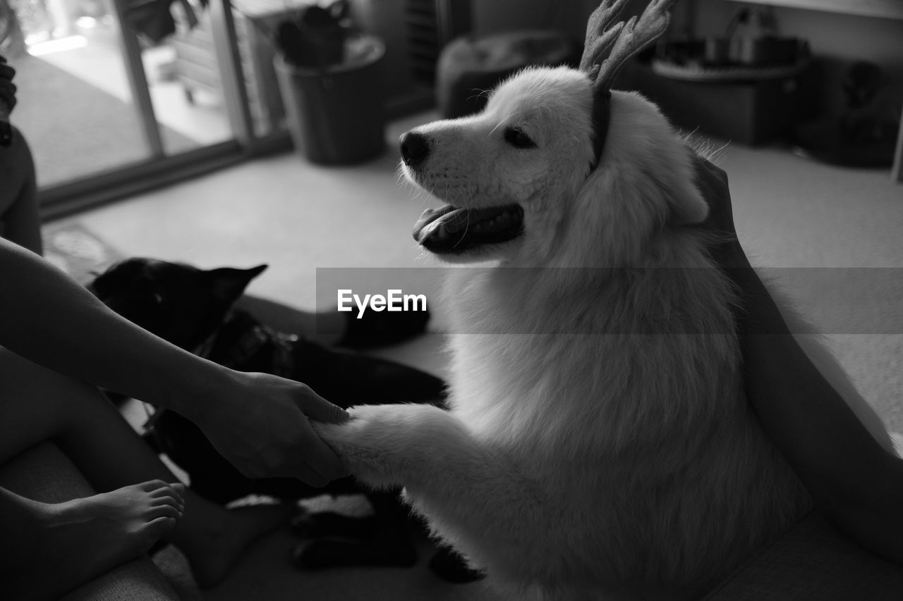 CLOSE-UP OF WOMAN WITH DOG SITTING ON HAND