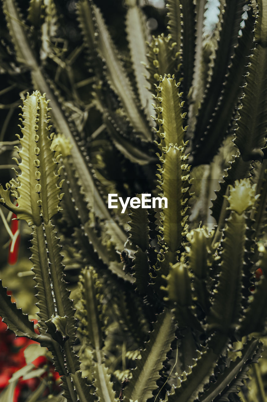 Bright green tropical exotic cactus growing in wildlife. natural background