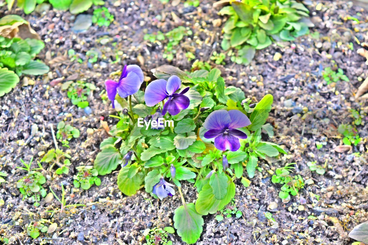 CLOSE-UP OF PURPLE FLOWERS BLOOMING IN GARDEN