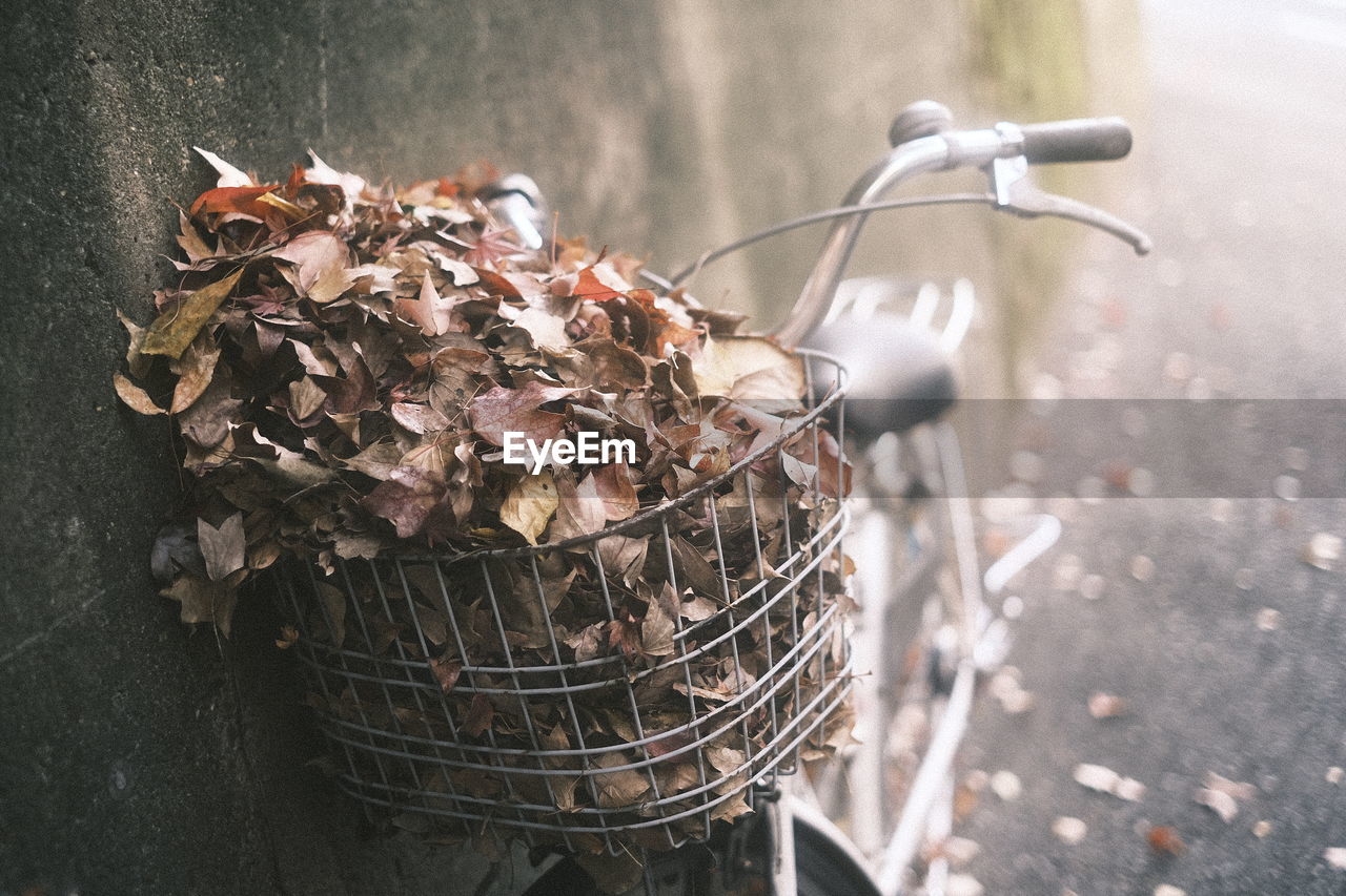 Close-up of leaves in bicycle basket