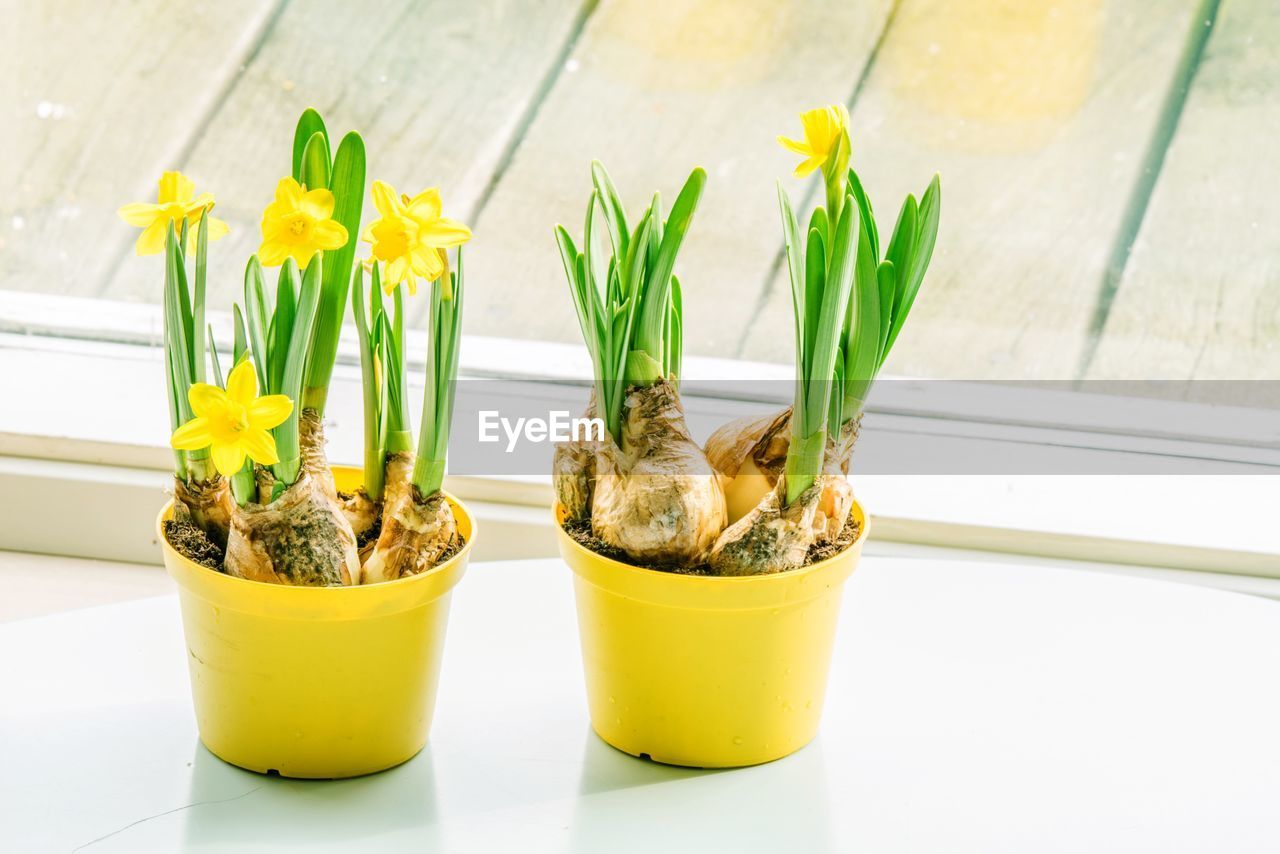 CLOSE-UP OF YELLOW FLOWERS IN POT ON TABLE