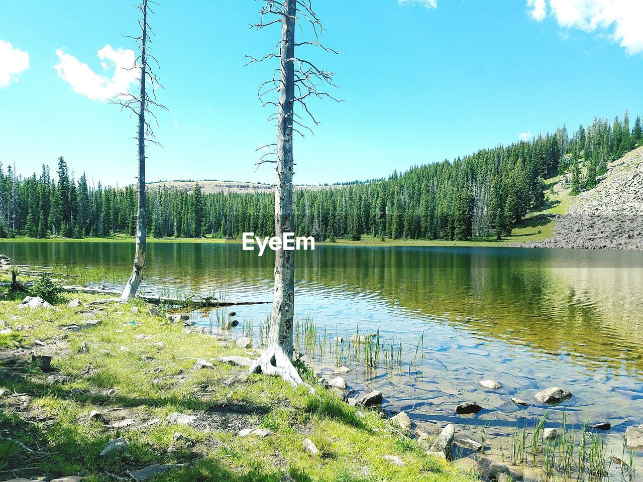 SCENIC VIEW OF LAKE WITH TREES IN BACKGROUND