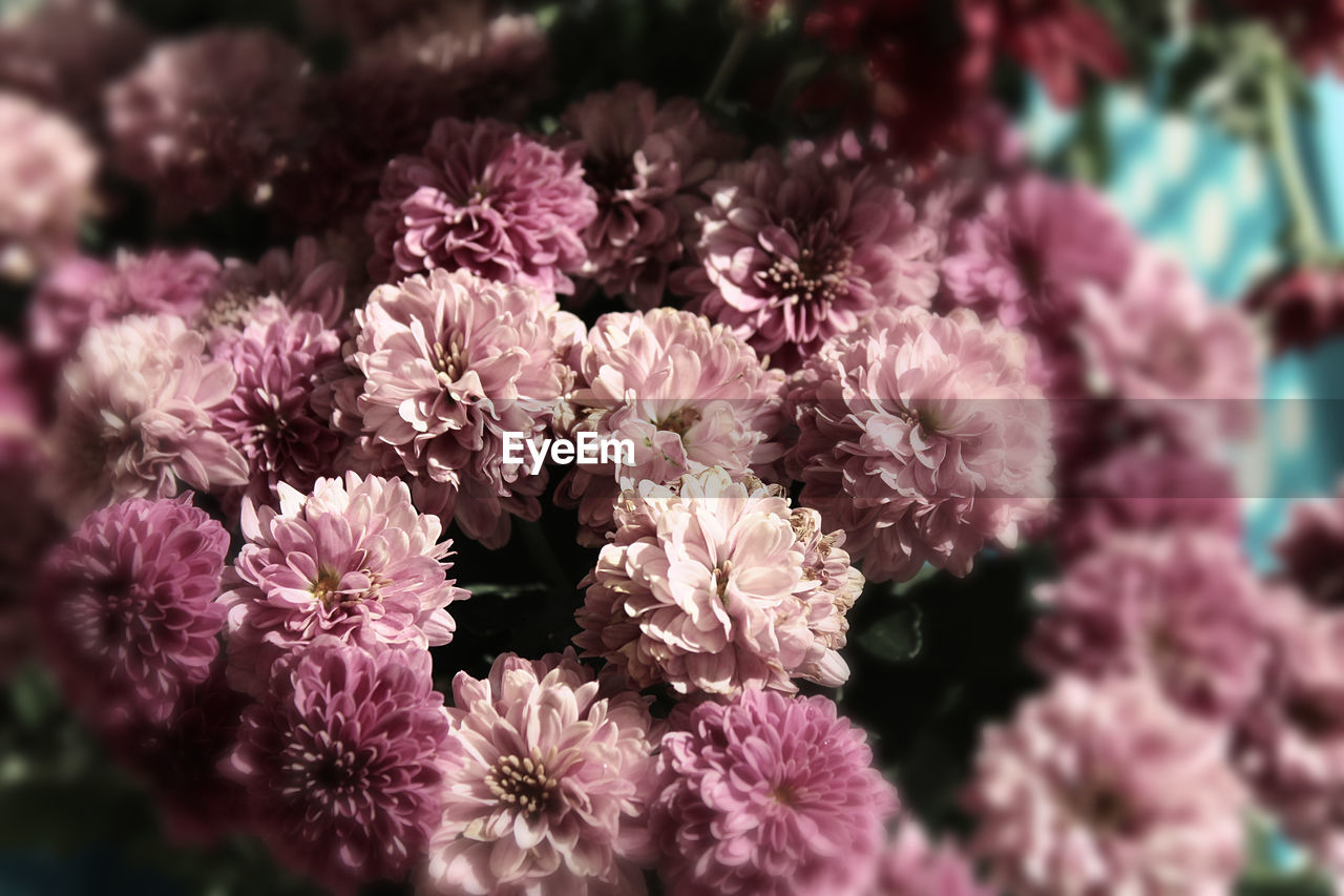 FULL FRAME SHOT OF PINK FLOWERS