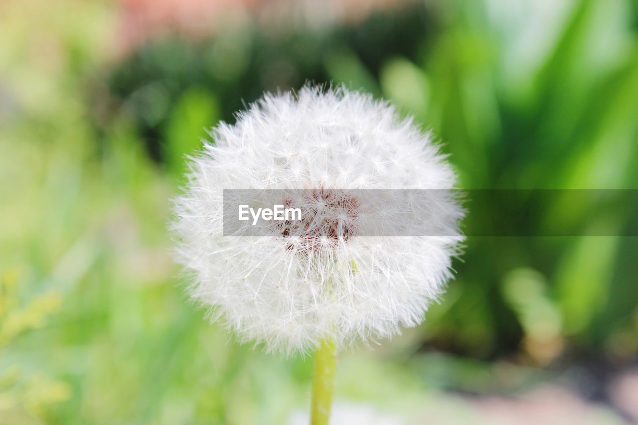 Close-up of white dandelion flower