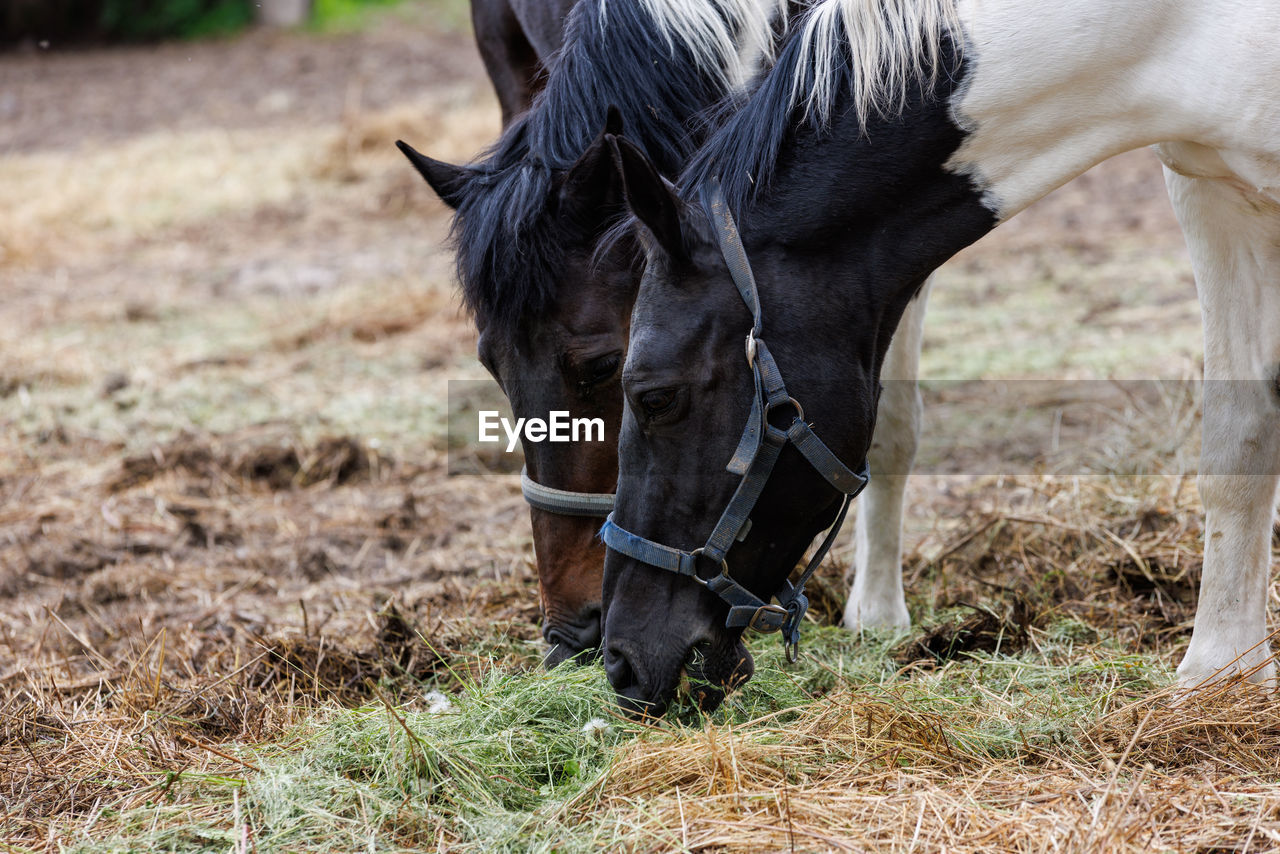 Two horses in a paddock eat hay from the ground, at summer day - closeup with selective focus