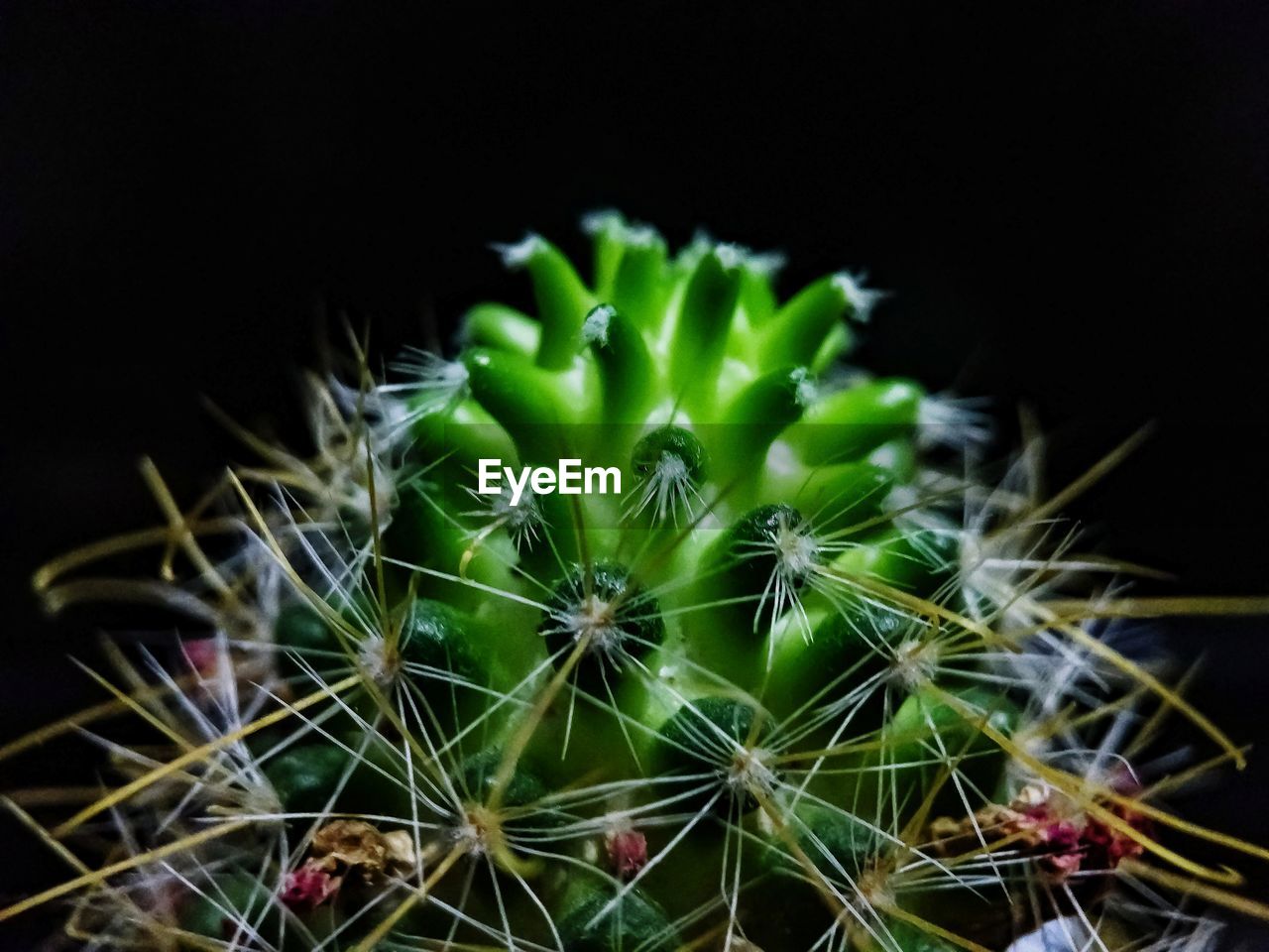 CLOSE-UP OF CACTUS