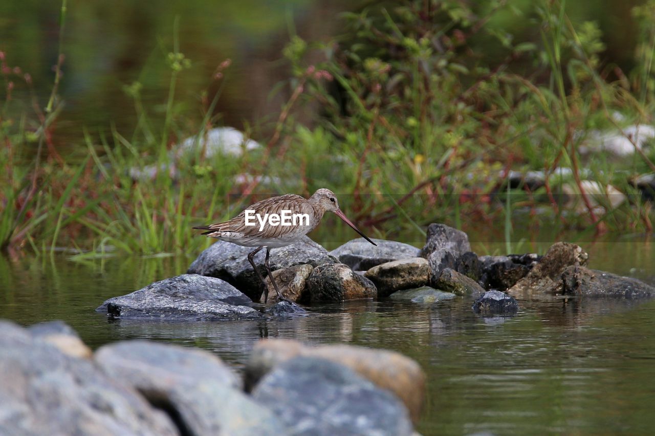 VIEW OF BIRD ON ROCK