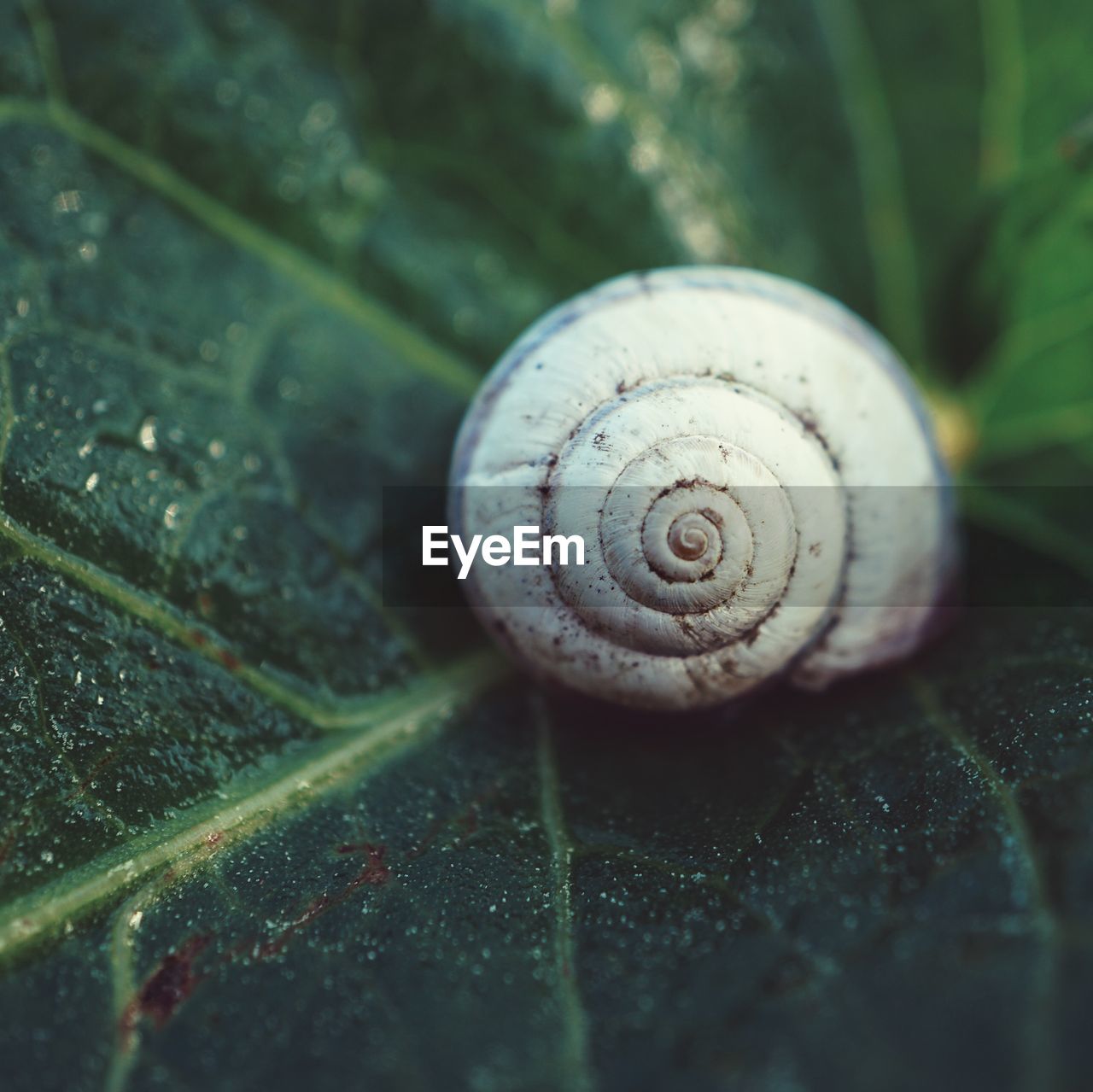 Snail in the nature