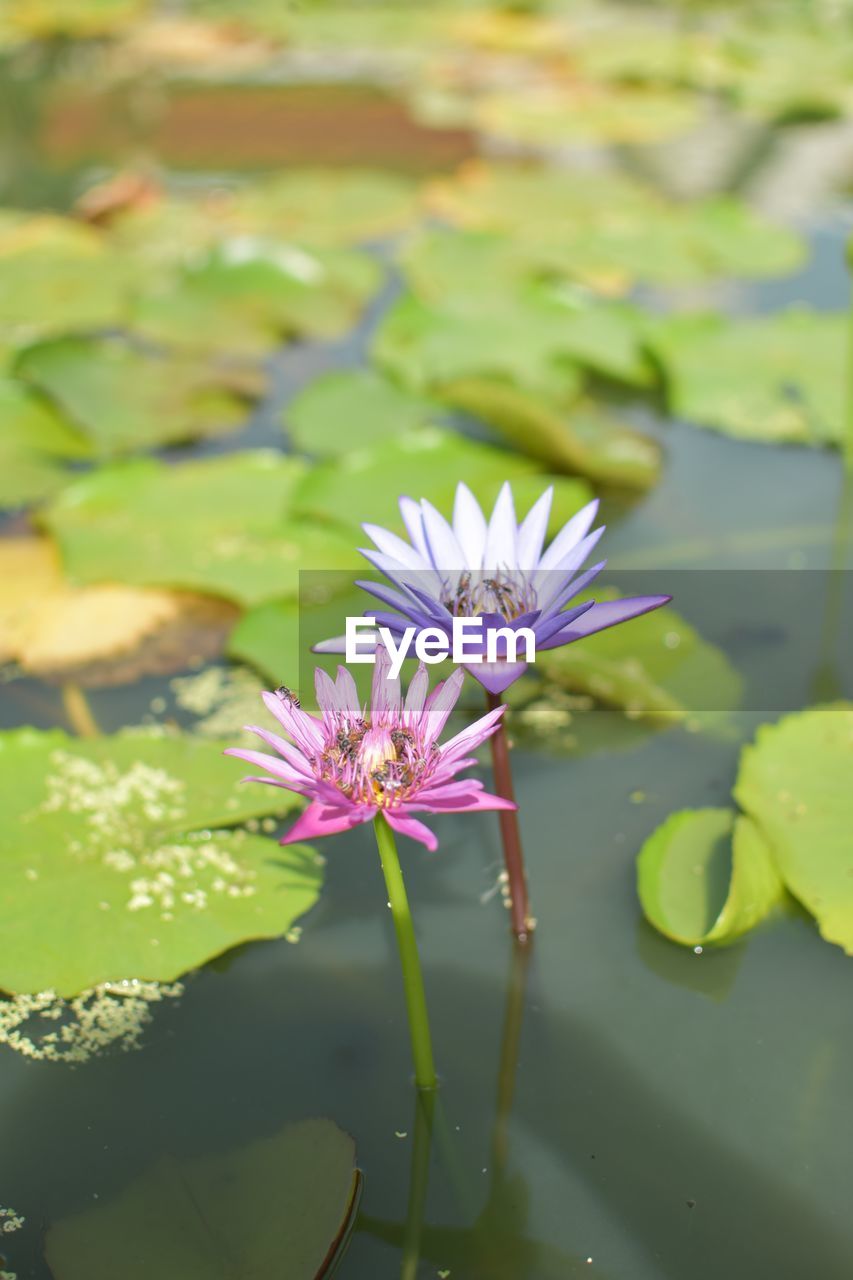 CLOSE-UP OF PINK WATER LILY IN POND