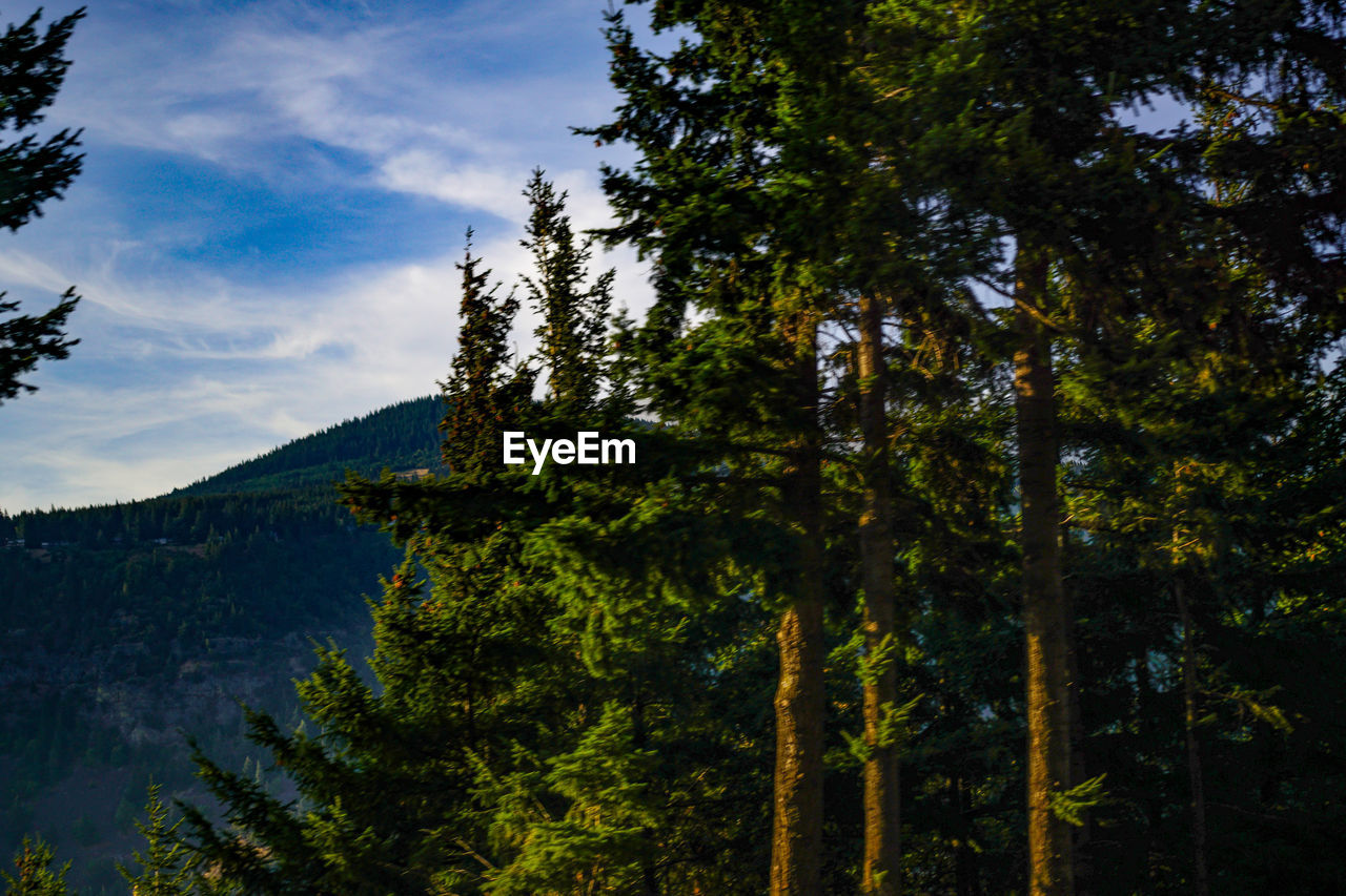 TREES ON MOUNTAIN