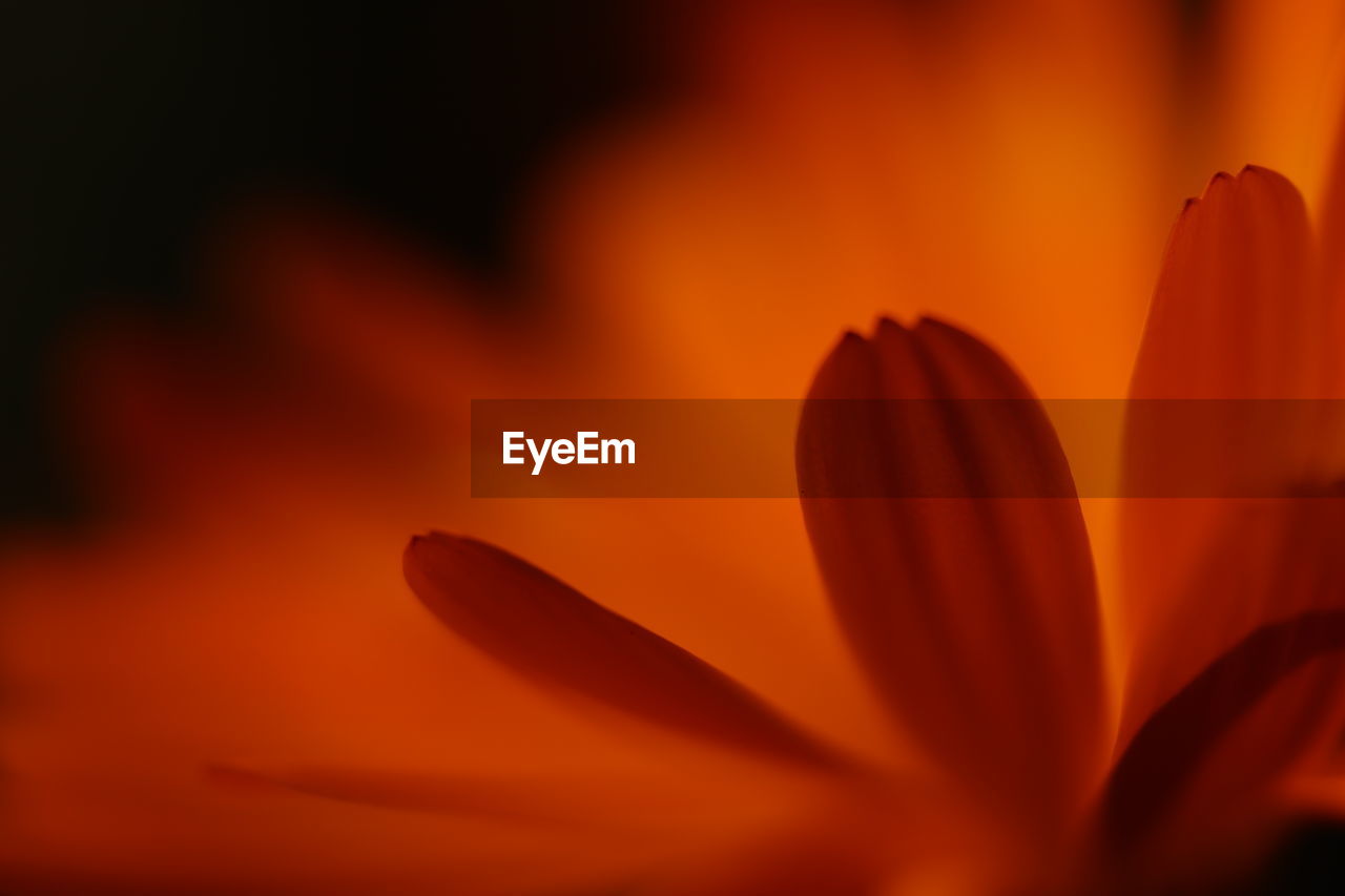 Close-up of orange rose flower