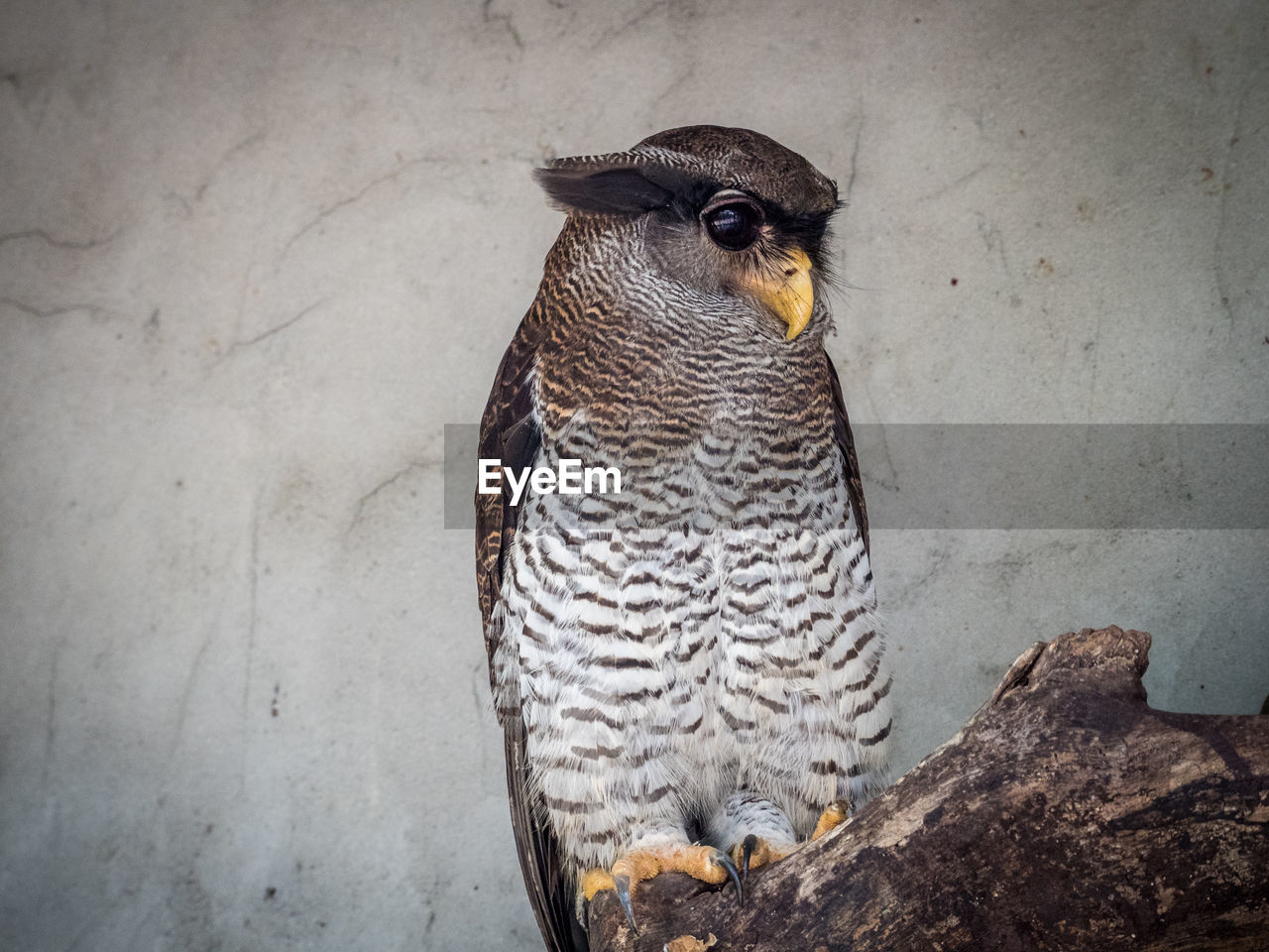 Barred eagle-owl perching on branch against wall