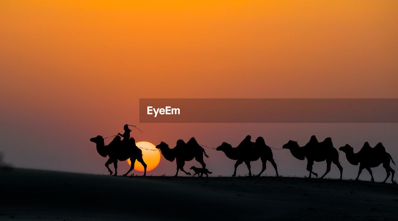 Silhouette people riding horses on street during sunset