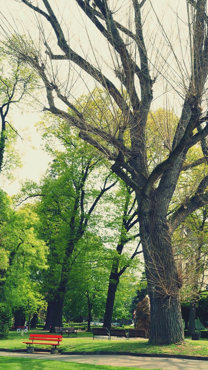 Trees growing on field in park