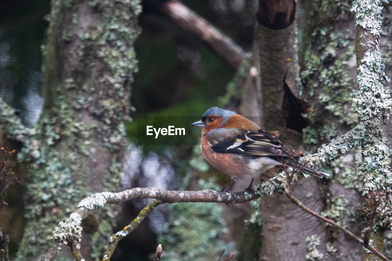 Chaffink perching on a tree