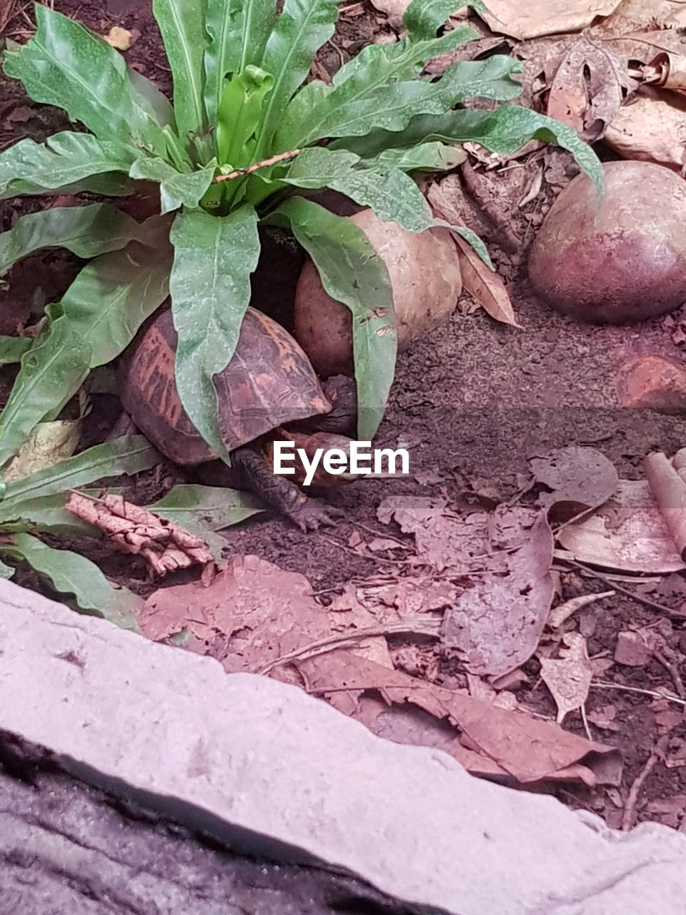 HIGH ANGLE VIEW OF A REPTILE ON FIELD